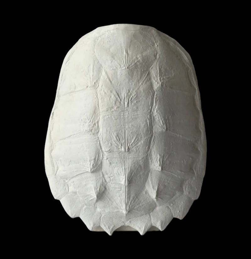 Plaster Snapping Turtle Shell-Decor-House Parts, Inc.-PaxtonGate
