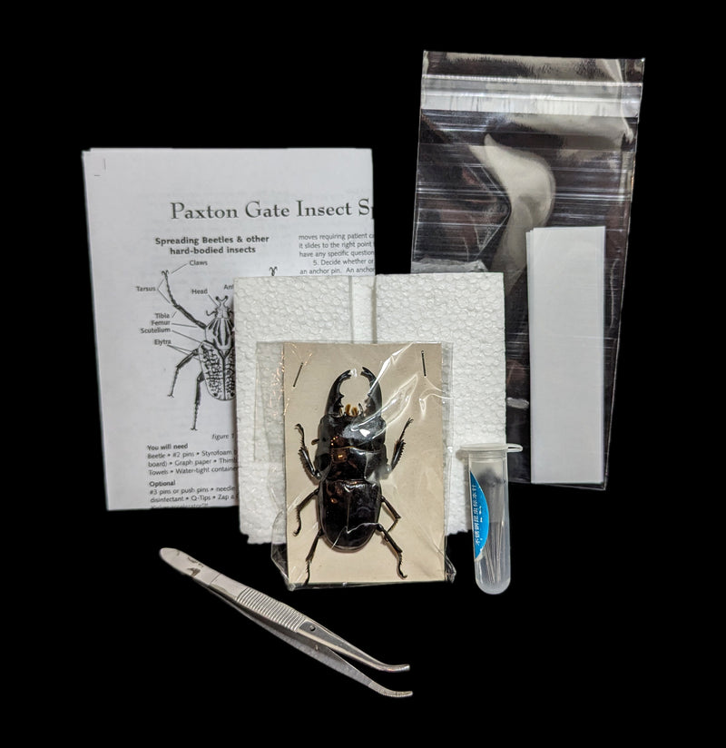 Paxton Gate Insect Spreading Kit-Insects-Paxton Gate-PaxtonGate