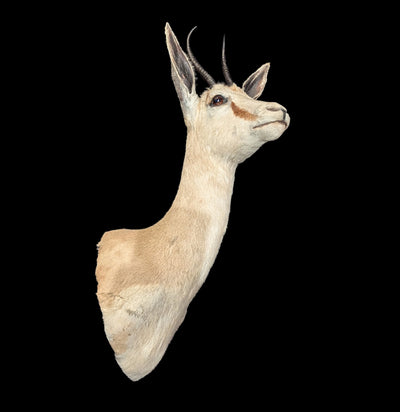 Female Springbok Shoulder Mount-Taxidermy-Paxton Gate-PaxtonGate