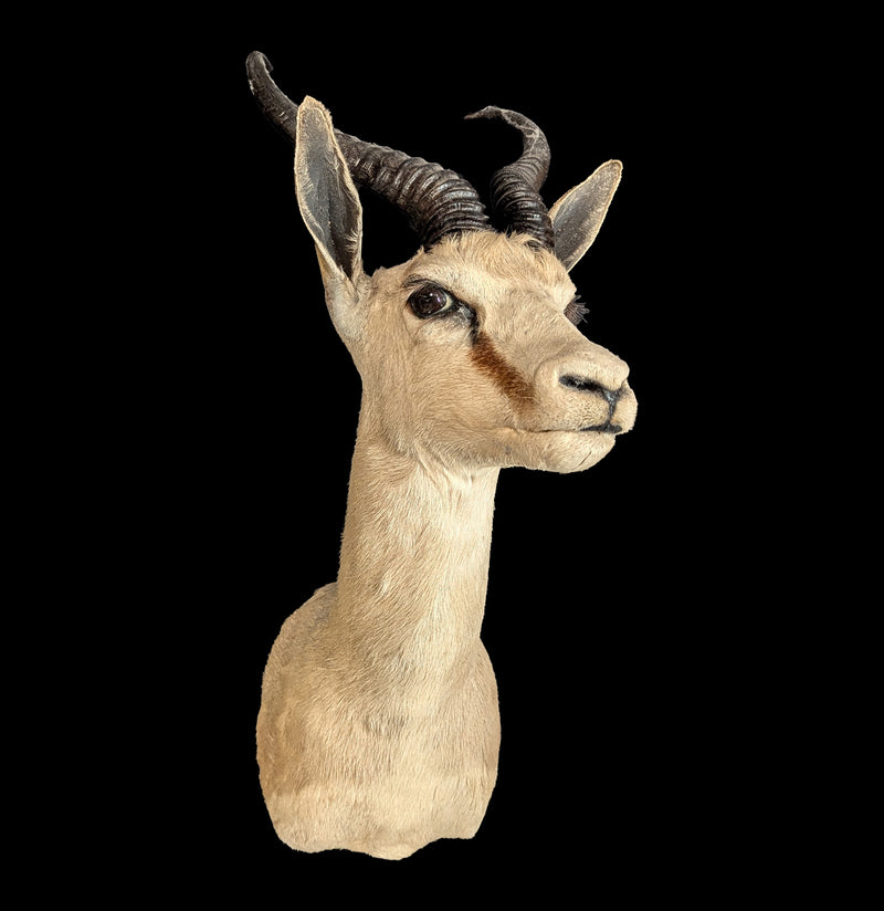 Male Springbok Shoulder Mount-Taxidermy-Paxton Gate-PaxtonGate