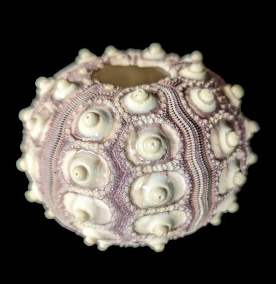 Purple Sputnik Sea Urchin-Invertbrts-Tideline-PaxtonGate