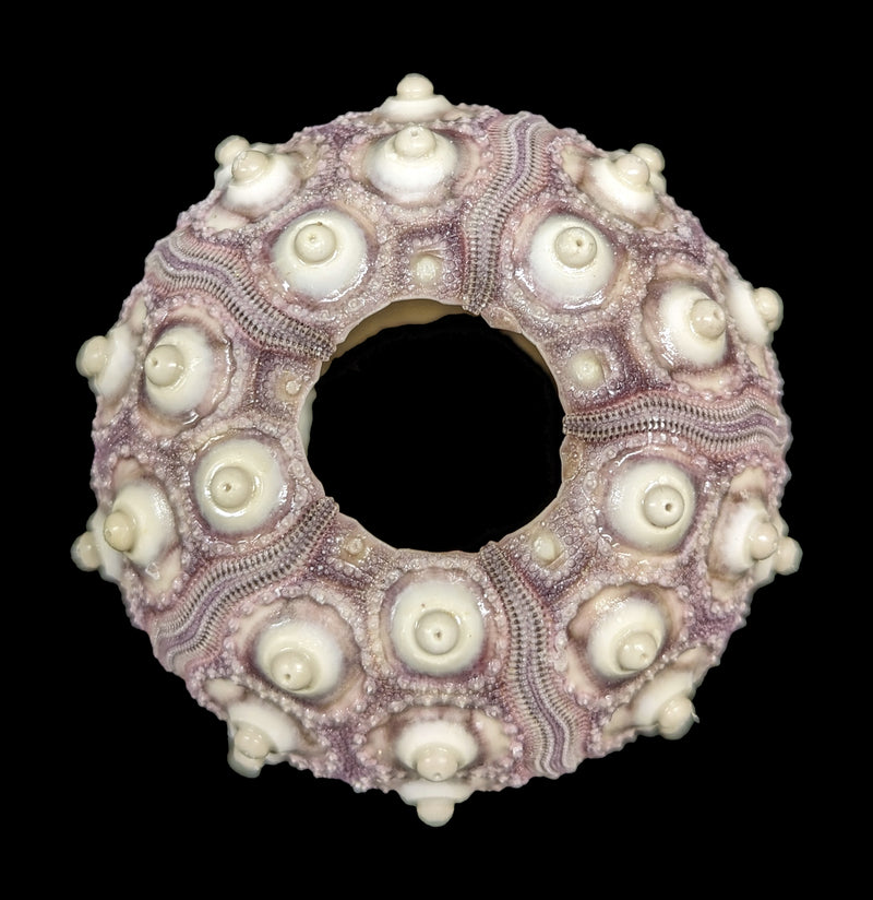 Purple Sputnik Sea Urchin-Invertbrts-Tideline-PaxtonGate
