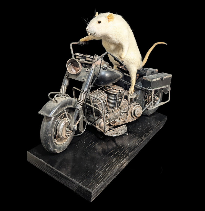 Taxidermy Rat on a Black Motorcycle-Taxidermy-Geoffrey Vassallo-PaxtonGate