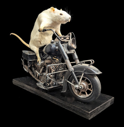 Taxidermy Rat on a Black Motorcycle-Taxidermy-Geoffrey Vassallo-PaxtonGate