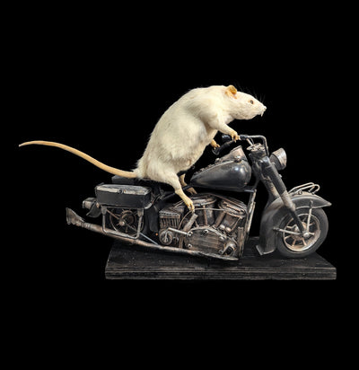 Taxidermy Rat on a Black Motorcycle-Taxidermy-Geoffrey Vassallo-PaxtonGate