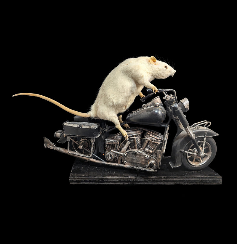 Taxidermy Rat on a Black Motorcycle-Taxidermy-Geoffrey Vassallo-PaxtonGate