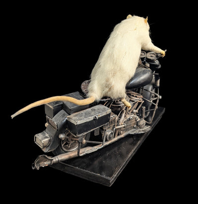 Taxidermy Rat on a Black Motorcycle-Taxidermy-Geoffrey Vassallo-PaxtonGate