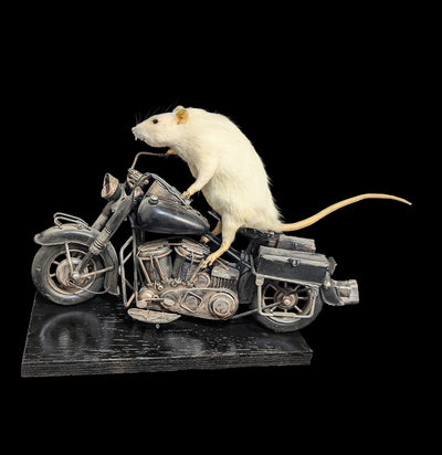 Taxidermy Rat on a Black Motorcycle-Taxidermy-Geoffrey Vassallo-PaxtonGate