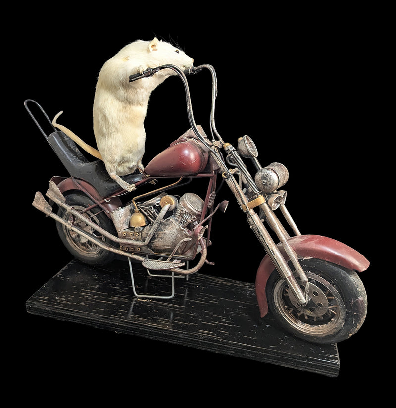 Taxidermy Rat on a Red Motorcycle-Taxidermy-Geoffrey Vassallo-PaxtonGate