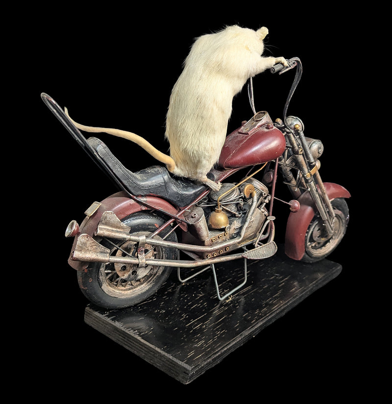 Taxidermy Rat on a Red Motorcycle-Taxidermy-Geoffrey Vassallo-PaxtonGate