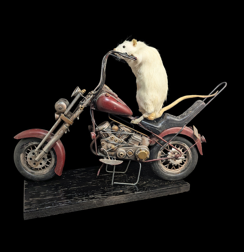 Taxidermy Rat on a Red Motorcycle-Taxidermy-Geoffrey Vassallo-PaxtonGate