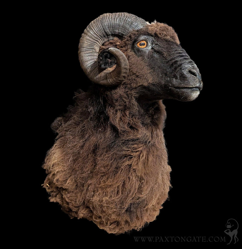 Black Arapawa Sheep Taxidermy Shoulder Mount-Taxidermy-The Taxidermy Store-PaxtonGate