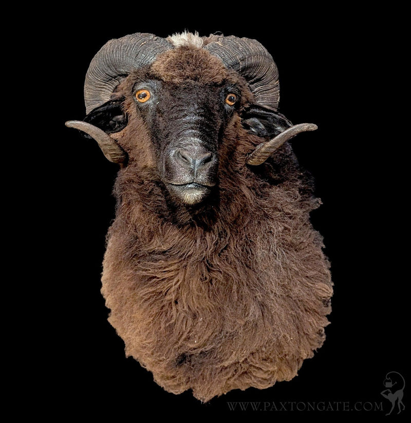 Black Arapawa Sheep Taxidermy Shoulder Mount-Taxidermy-The Taxidermy Store-PaxtonGate