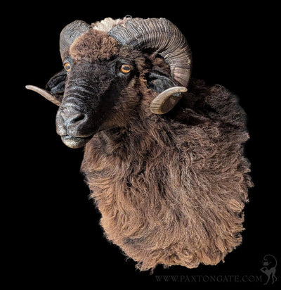 Black Arapawa Sheep Taxidermy Shoulder Mount-Taxidermy-The Taxidermy Store-PaxtonGate