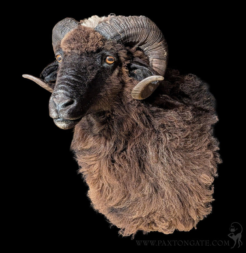Black Arapawa Sheep Taxidermy Shoulder Mount-Taxidermy-The Taxidermy Store-PaxtonGate