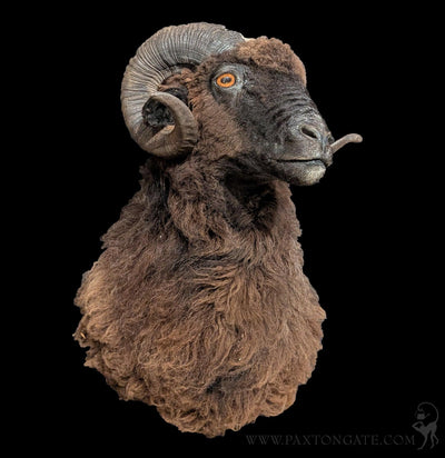 Black Arapawa Sheep Taxidermy Shoulder Mount-Taxidermy-The Taxidermy Store-PaxtonGate