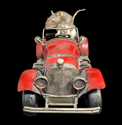 Vintage Automobile Mouse Taxidermy-Taxidermy-Geoffrey Vassallo-PaxtonGate