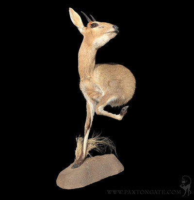 Bush Duiker Half Taxidermy Mount-Taxidermy-The Taxidermy Store-PaxtonGate