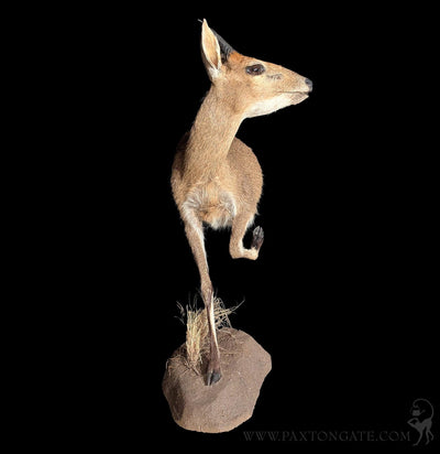 Bush Duiker Half Taxidermy Mount-Taxidermy-The Taxidermy Store-PaxtonGate