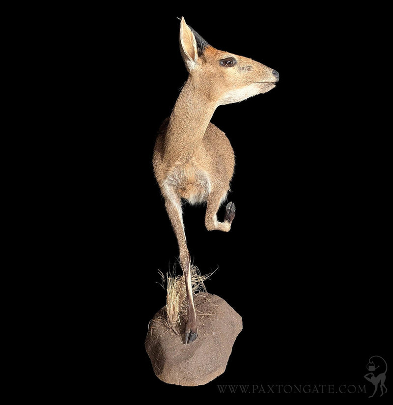 Bush Duiker Half Taxidermy Mount-Taxidermy-The Taxidermy Store-PaxtonGate