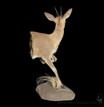 Bush Duiker Half Taxidermy Mount-Taxidermy-The Taxidermy Store-PaxtonGate