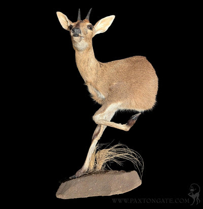 Bush Duiker Half Taxidermy Mount-Taxidermy-The Taxidermy Store-PaxtonGate