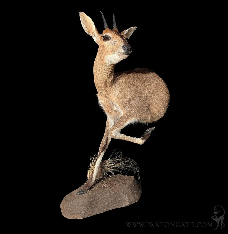 Bush Duiker Half Taxidermy Mount-Taxidermy-The Taxidermy Store-PaxtonGate