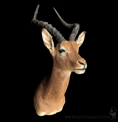 Impala Taxidermy Shoulder Mount-Taxidermy-The Taxidermy Store-PaxtonGate