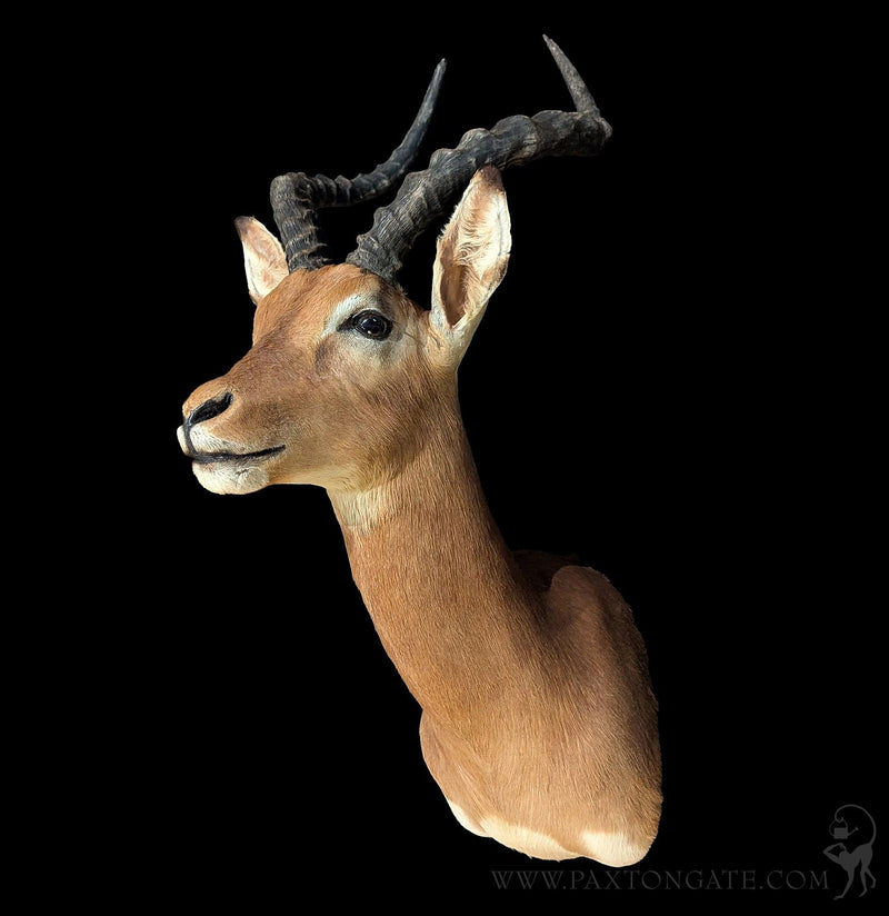 Impala Taxidermy Shoulder Mount-Taxidermy-The Taxidermy Store-PaxtonGate