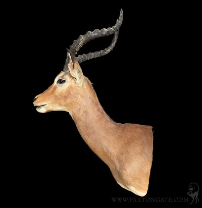 Impala Taxidermy Shoulder Mount-Taxidermy-The Taxidermy Store-PaxtonGate