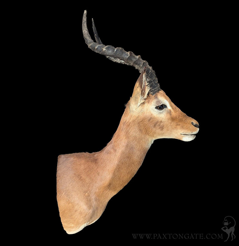 Impala Taxidermy Shoulder Mount-Taxidermy-The Taxidermy Store-PaxtonGate