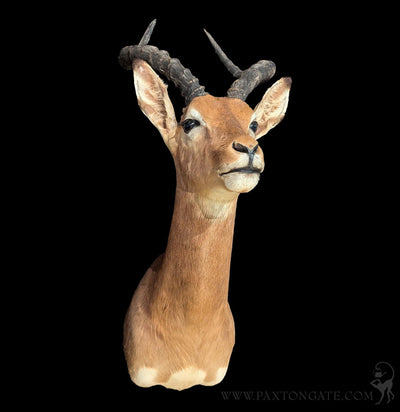 Impala Taxidermy Shoulder Mount-Taxidermy-The Taxidermy Store-PaxtonGate