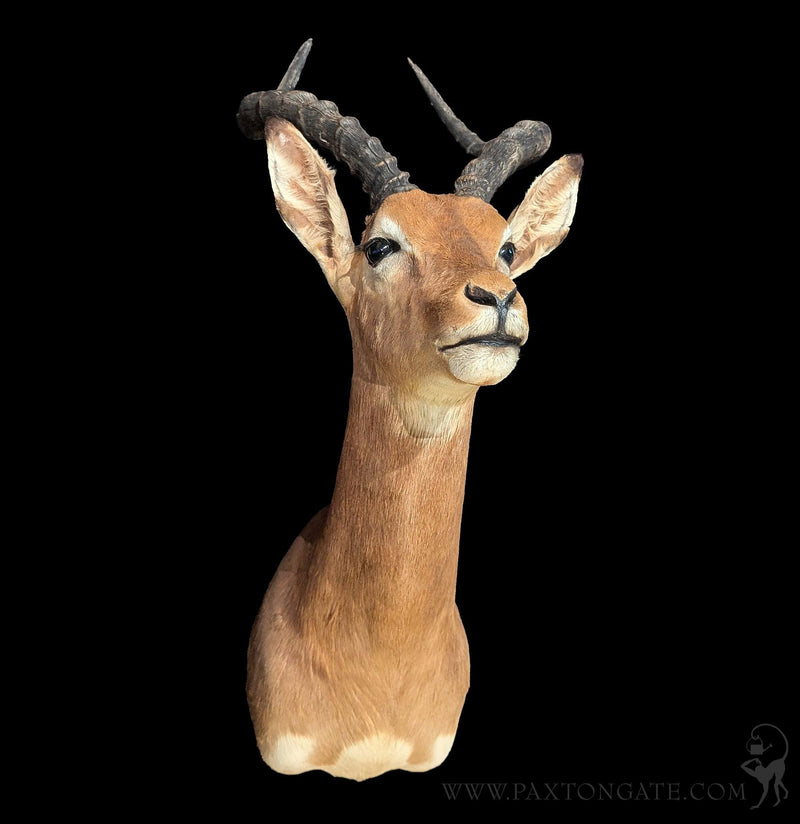 Impala Taxidermy Shoulder Mount-Taxidermy-The Taxidermy Store-PaxtonGate