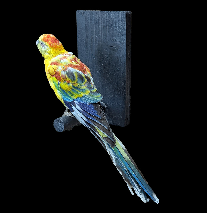 Opaline Red Rump Taxidermy Parrot-Taxidermy-Kevin Triolo Taxidermy-PaxtonGate