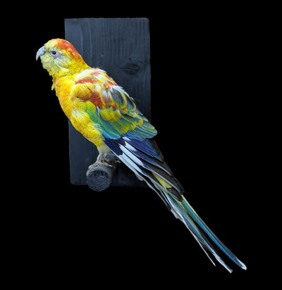 Opaline Red Rump Taxidermy Parrot-Taxidermy-Kevin Triolo Taxidermy-PaxtonGate