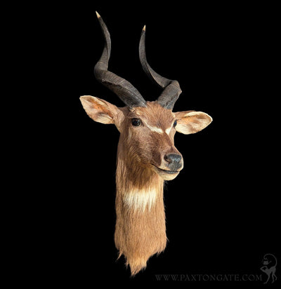 African Sitatunga Taxidermy Shoulder Mount-Taxidermy-The Taxidermy Store-PaxtonGate