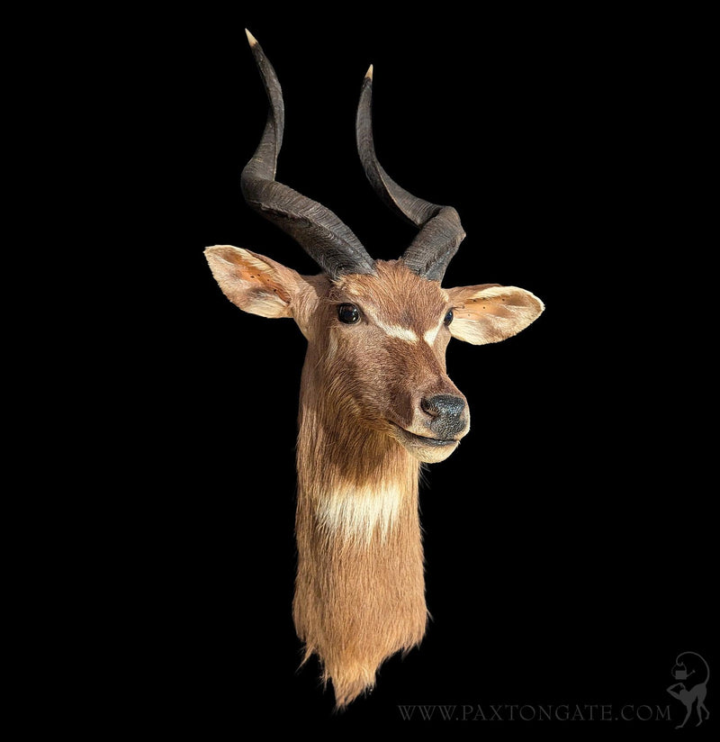 African Sitatunga Taxidermy Shoulder Mount-Taxidermy-The Taxidermy Store-PaxtonGate