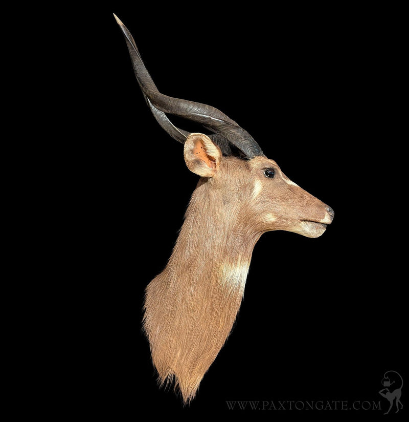 African Sitatunga Taxidermy Shoulder Mount-Taxidermy-The Taxidermy Store-PaxtonGate