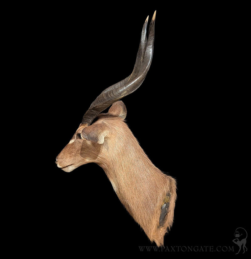 African Sitatunga Taxidermy Shoulder Mount-Taxidermy-The Taxidermy Store-PaxtonGate
