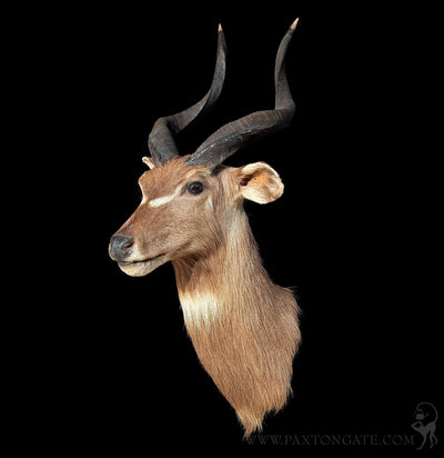 African Sitatunga Taxidermy Shoulder Mount-Taxidermy-The Taxidermy Store-PaxtonGate