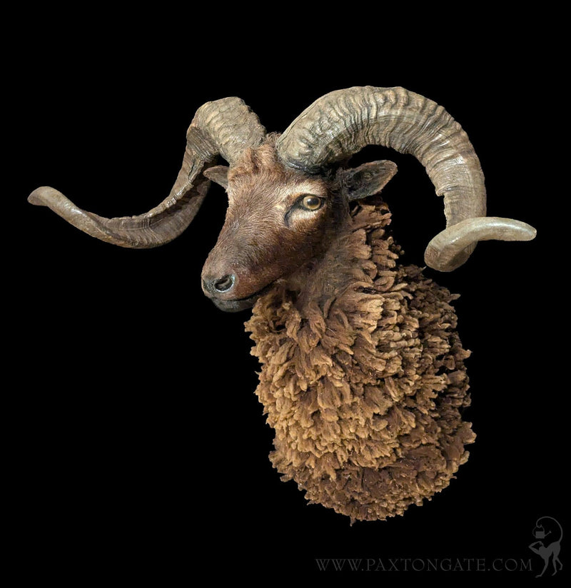Arapawa Sheep Taxidermy Mount-Taxidermy-The Taxidermy Store-PaxtonGate