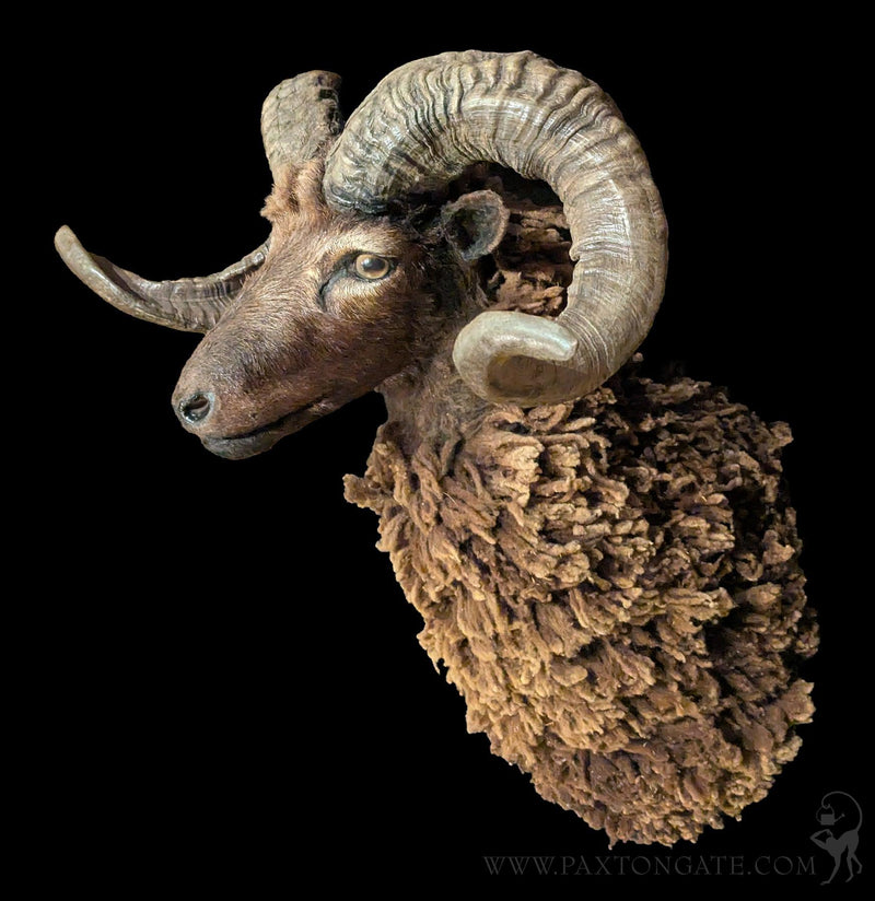Arapawa Sheep Taxidermy Mount-Taxidermy-The Taxidermy Store-PaxtonGate