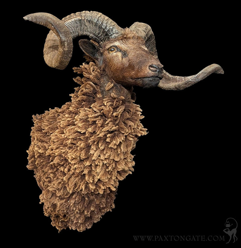 Arapawa Sheep Taxidermy Mount-Taxidermy-The Taxidermy Store-PaxtonGate