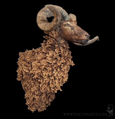 Arapawa Sheep Taxidermy Mount-Taxidermy-The Taxidermy Store-PaxtonGate