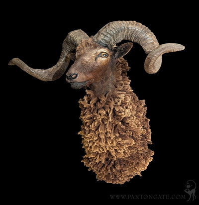 Arapawa Sheep Taxidermy Mount-Taxidermy-The Taxidermy Store-PaxtonGate