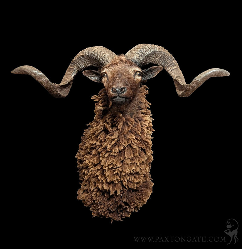 Arapawa Sheep Taxidermy Mount-Taxidermy-The Taxidermy Store-PaxtonGate