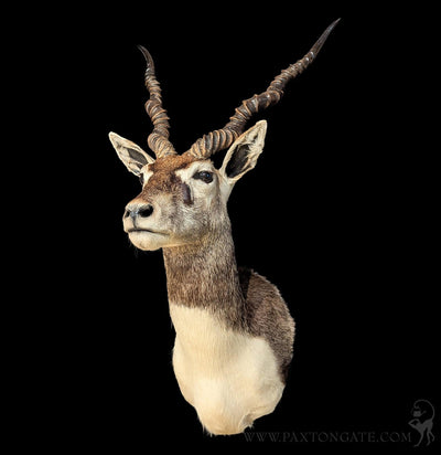 India Blackbuck Taxidermy Shoulder Mount-Taxidermy-The Taxidermy Store-PaxtonGate