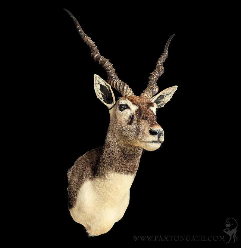 India Blackbuck Taxidermy Shoulder Mount-Taxidermy-The Taxidermy Store-PaxtonGate