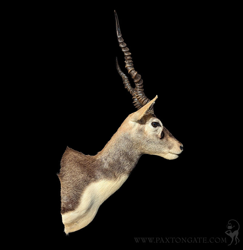 India Blackbuck Taxidermy Shoulder Mount-Taxidermy-The Taxidermy Store-PaxtonGate