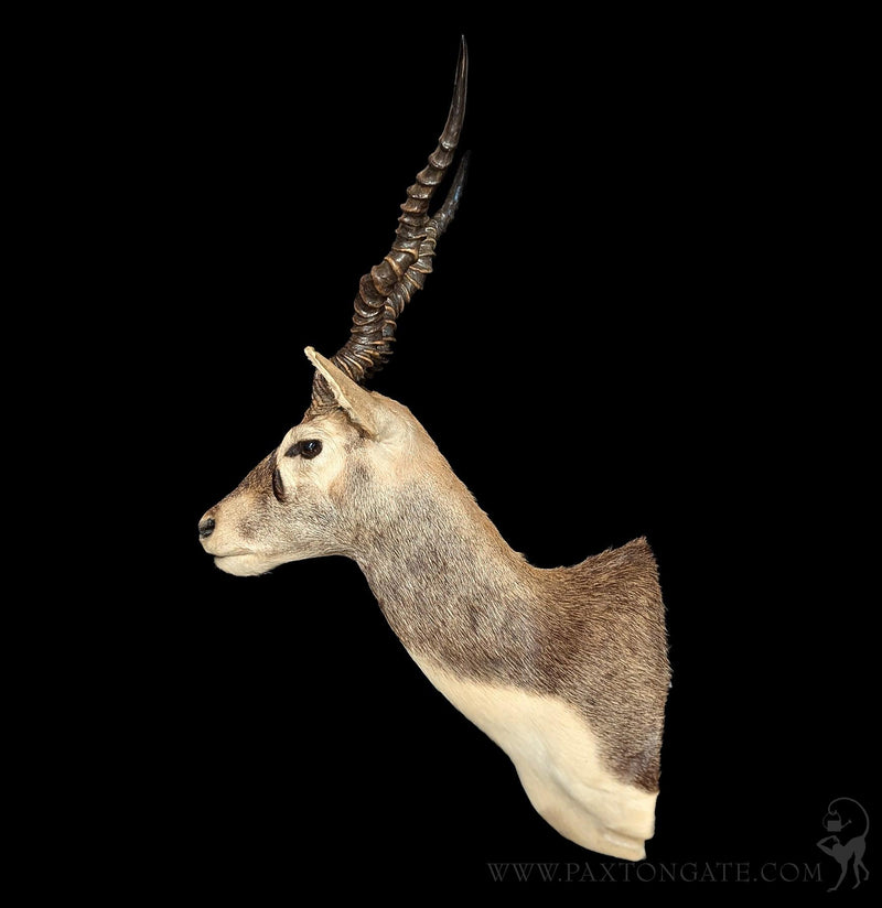 India Blackbuck Taxidermy Shoulder Mount-Taxidermy-The Taxidermy Store-PaxtonGate